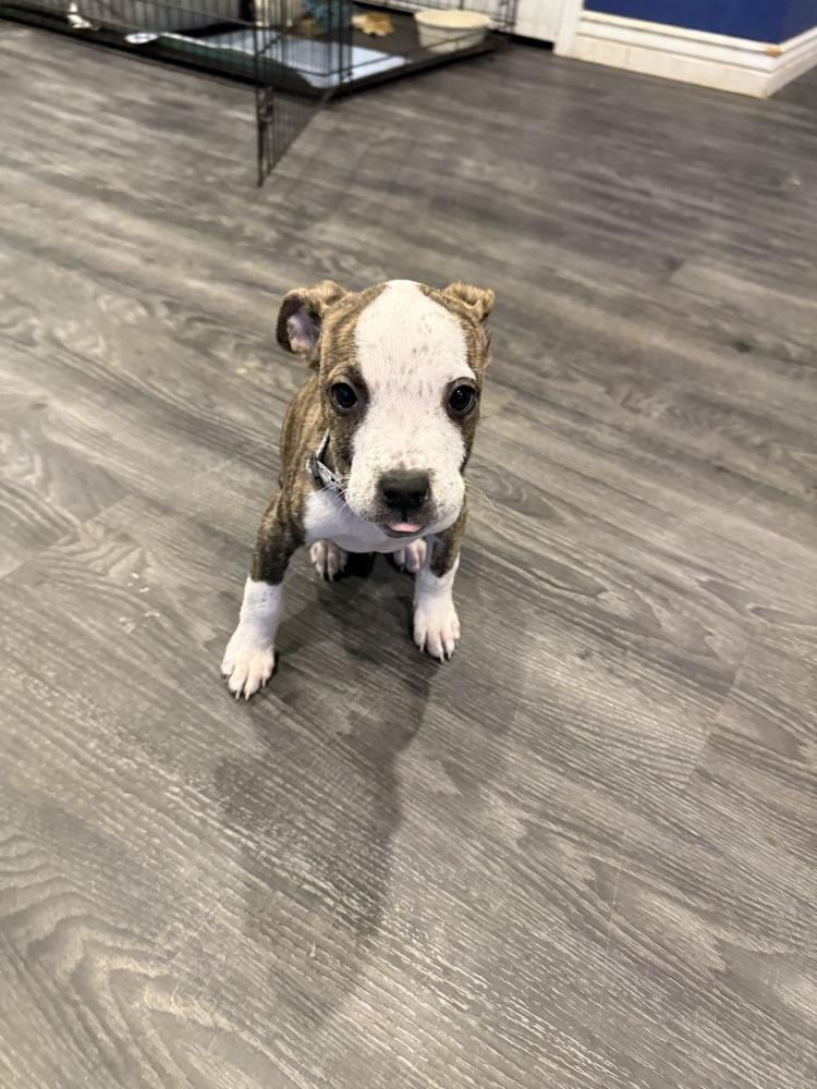 Mars, a Adoptable American Bulldog in Aurora, CO image 4/5