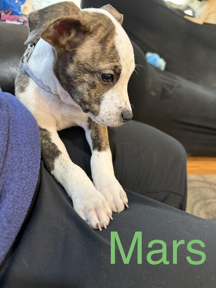 Mars, a Adoptable American Bulldog in Aurora, CO image 5/5