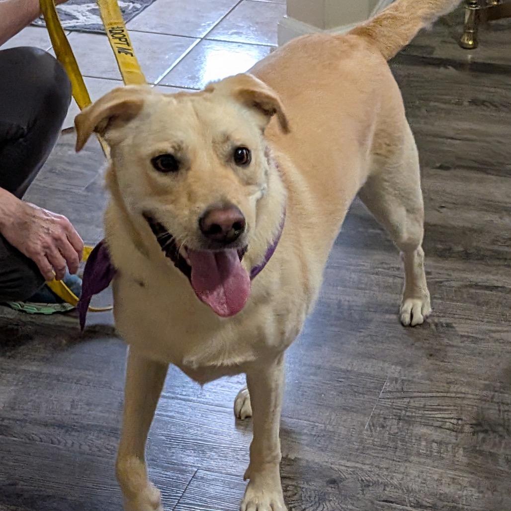 Chance, a ADOPTABLE mixed breed in Columbia, MO image 4/4