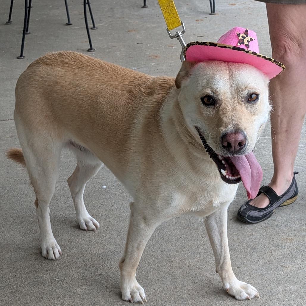 Chance, a ADOPTABLE mixed breed in Columbia, MO image 2/4