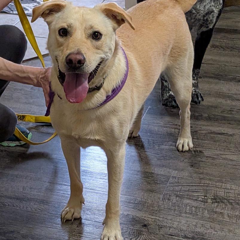 Chance, a ADOPTABLE mixed breed in Columbia, MO image 3/4