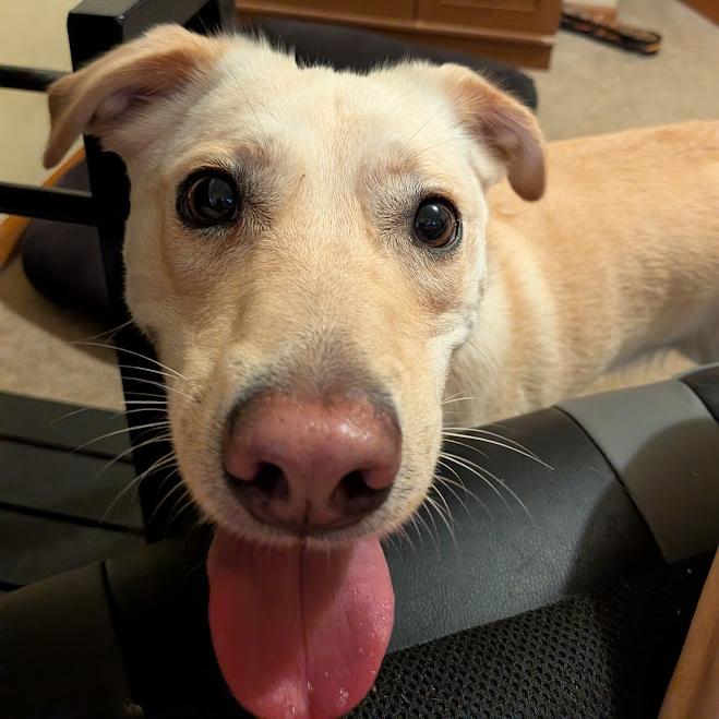 Chance, ADOPTABLE, Adult Male Yellow Labrador Retriever.