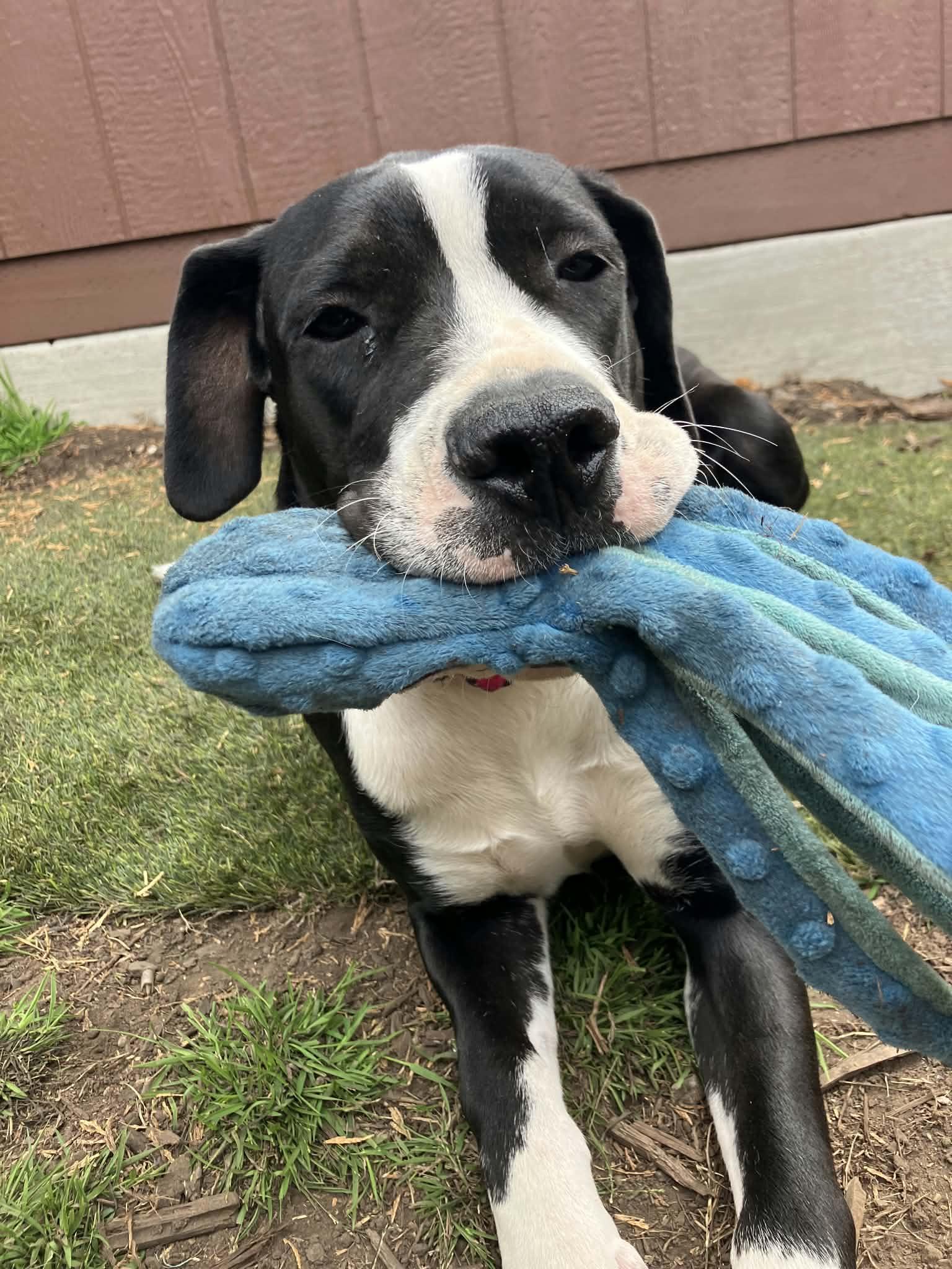 Patty, Adoptable, Adult Female Mastiff & Pit Bull Terrier.