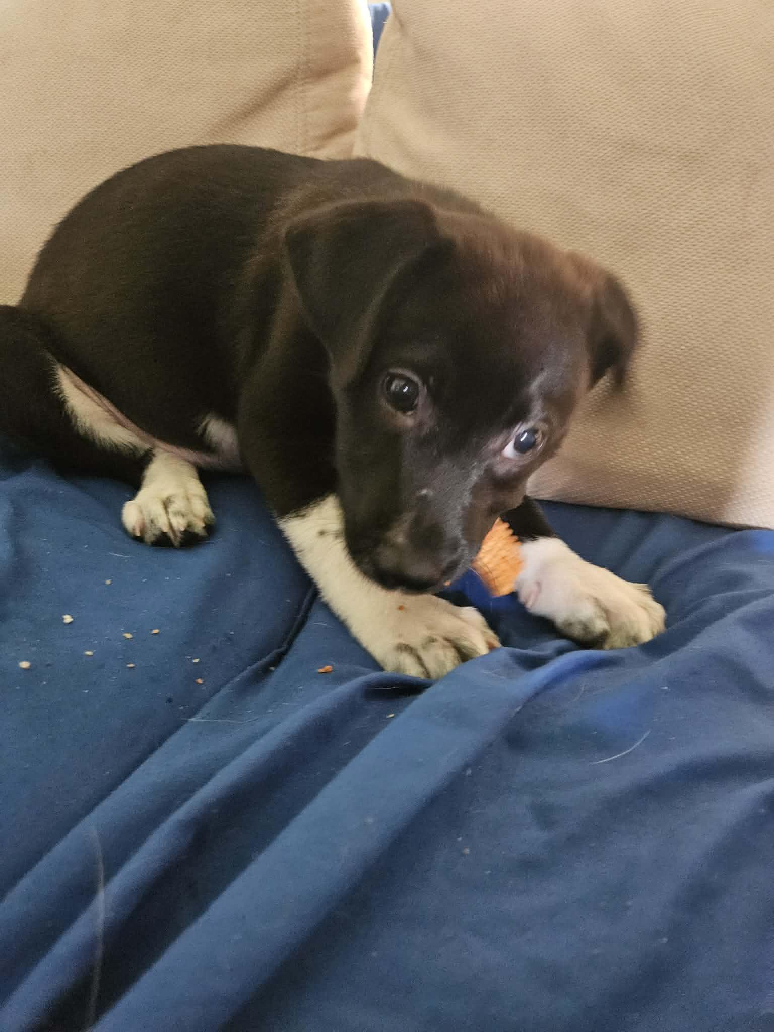Forest, a ADOPTABLE mixed breed in Wando, SC image 4/5