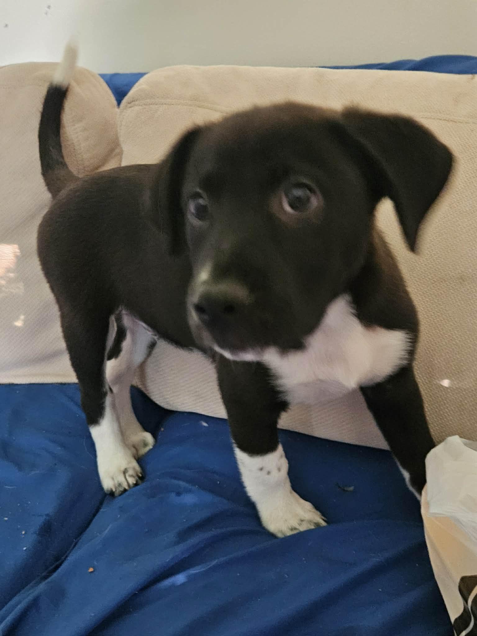 Forest, a ADOPTABLE mixed breed in Wando, SC image 5/5