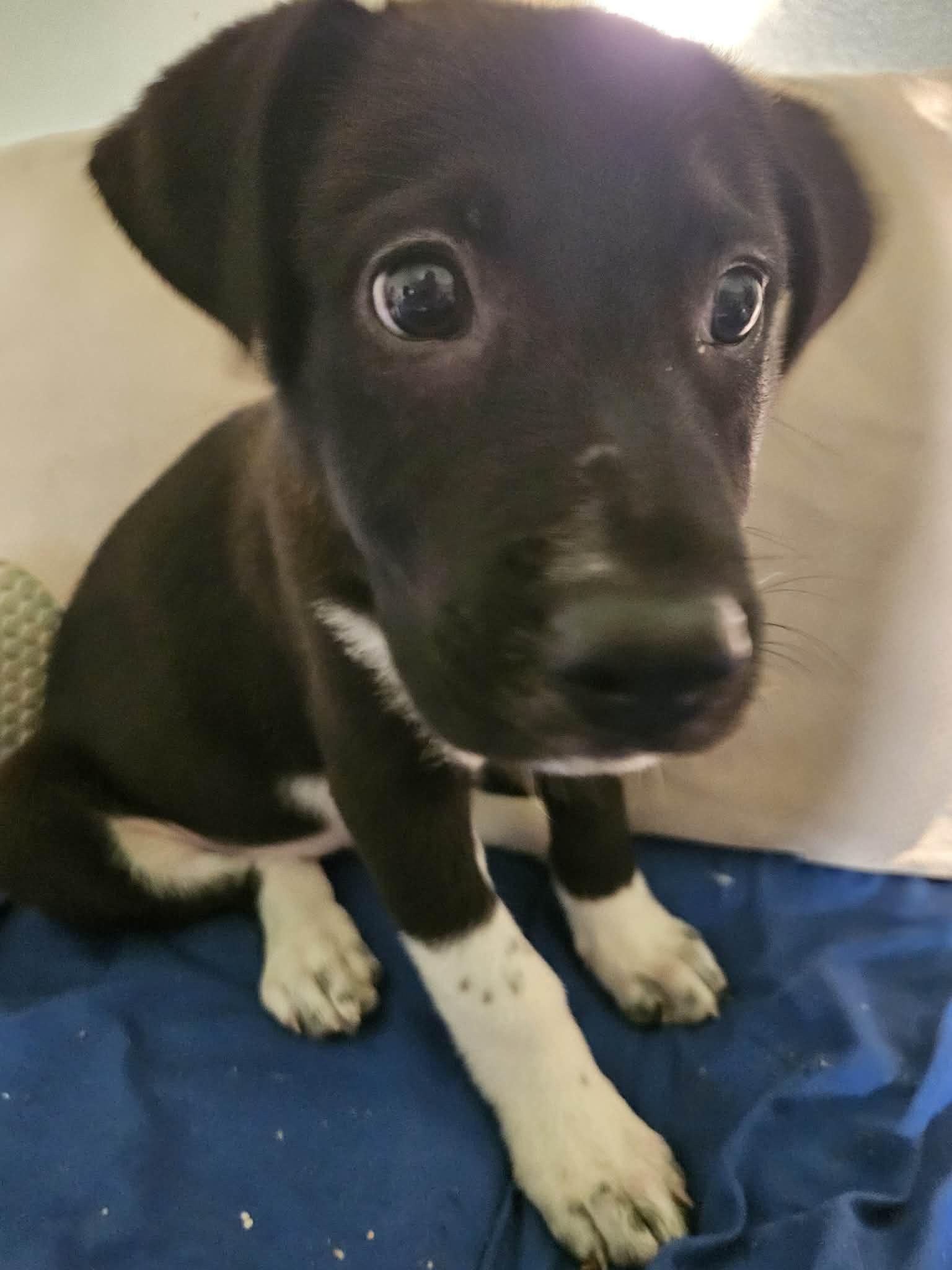 Forest, a ADOPTABLE mixed breed in Wando, SC image 3/5