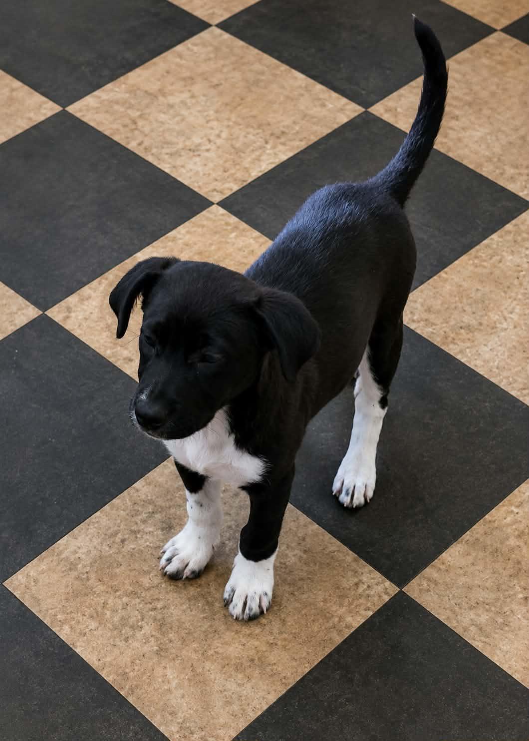 Forest, a ADOPTABLE mixed breed in Wando, SC image 2/5
