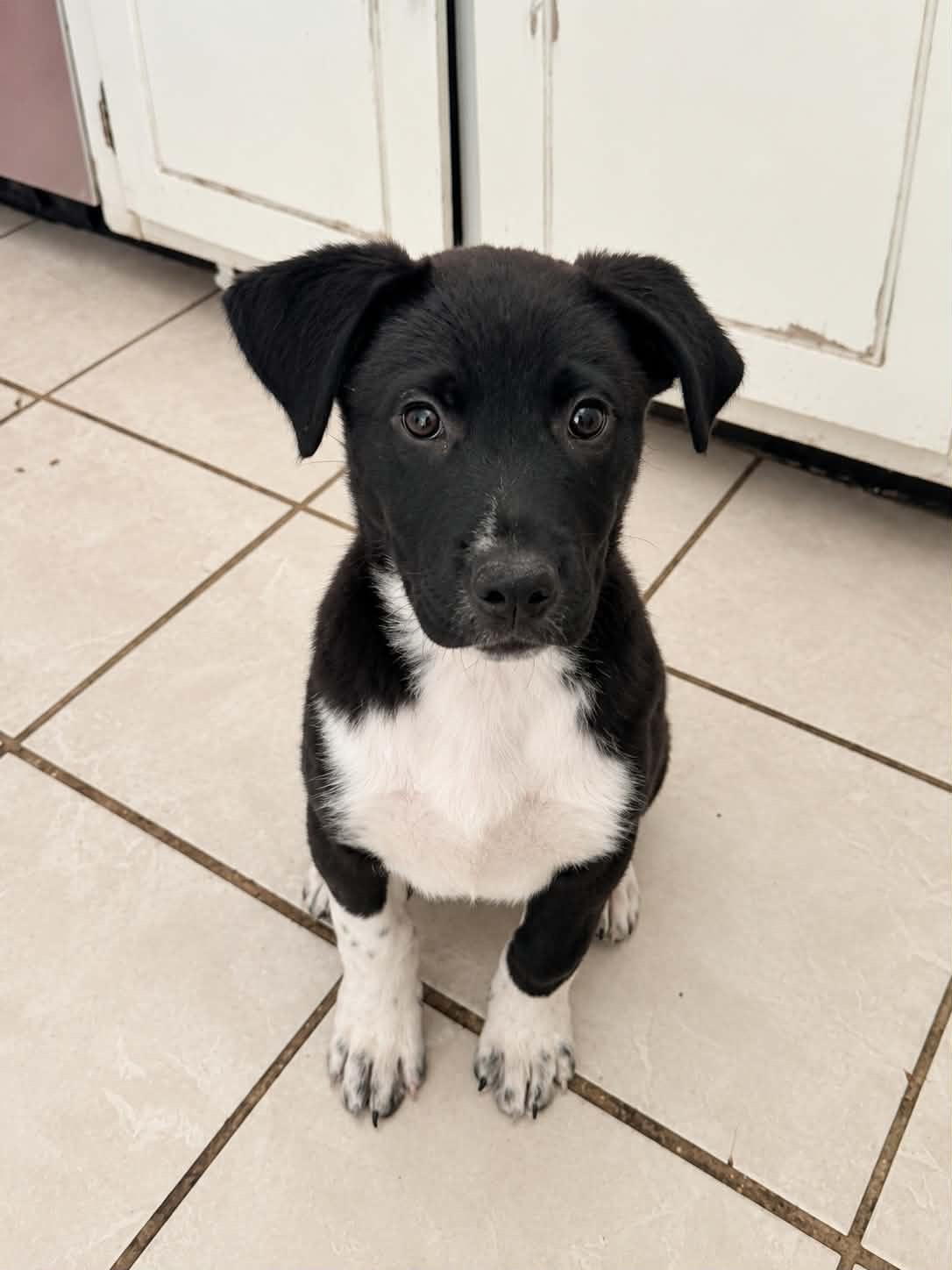 Forest, ADOPTABLE, Puppy Male Hound & Labrador Retriever.
