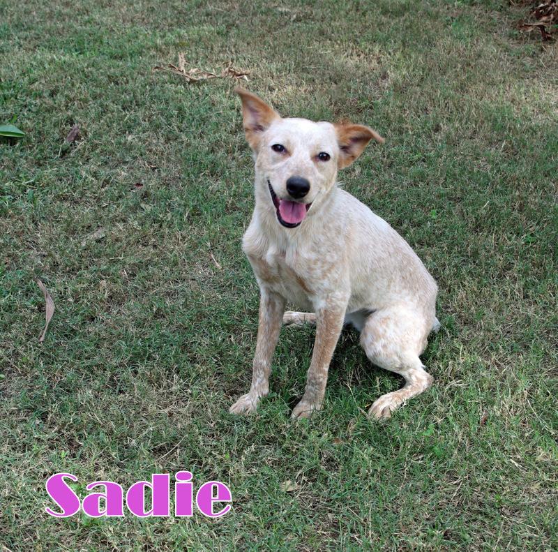 SADIE