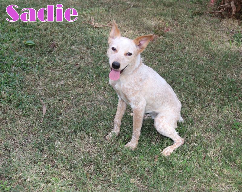 SADIE photo 4