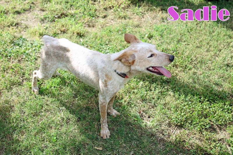 SADIE photo 6