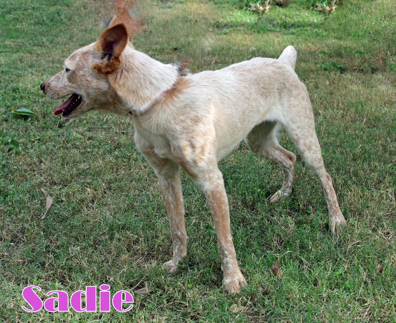 SADIE photo 3