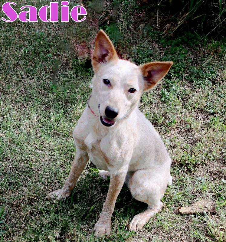 SADIE photo 2