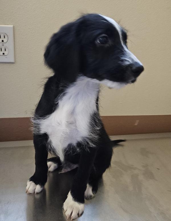 Enlarge Emilio, a Adoptable mixed breed in Kennewick, WA image 1/4