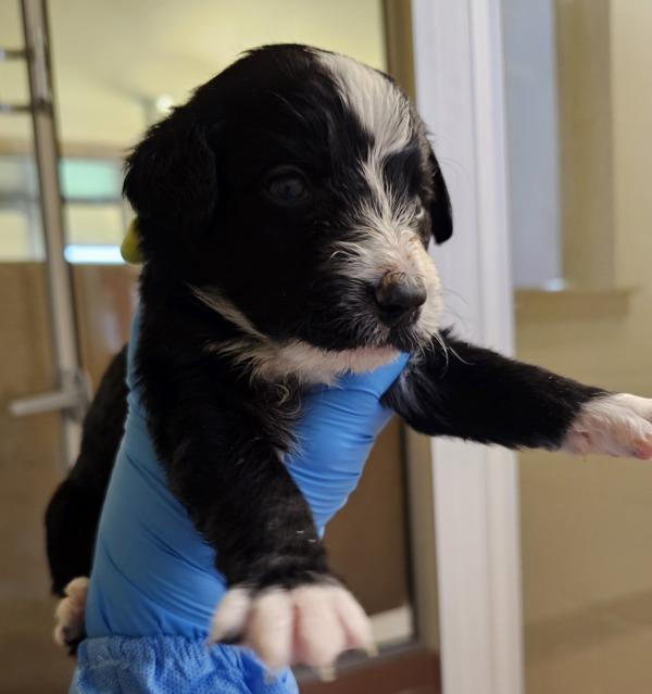 Enlarge Emilio, a Adoptable mixed breed in Kennewick, WA image 2/4