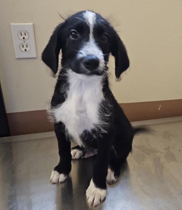 Enlarge Emilio, a Adoptable mixed breed in Kennewick, WA image 4/4