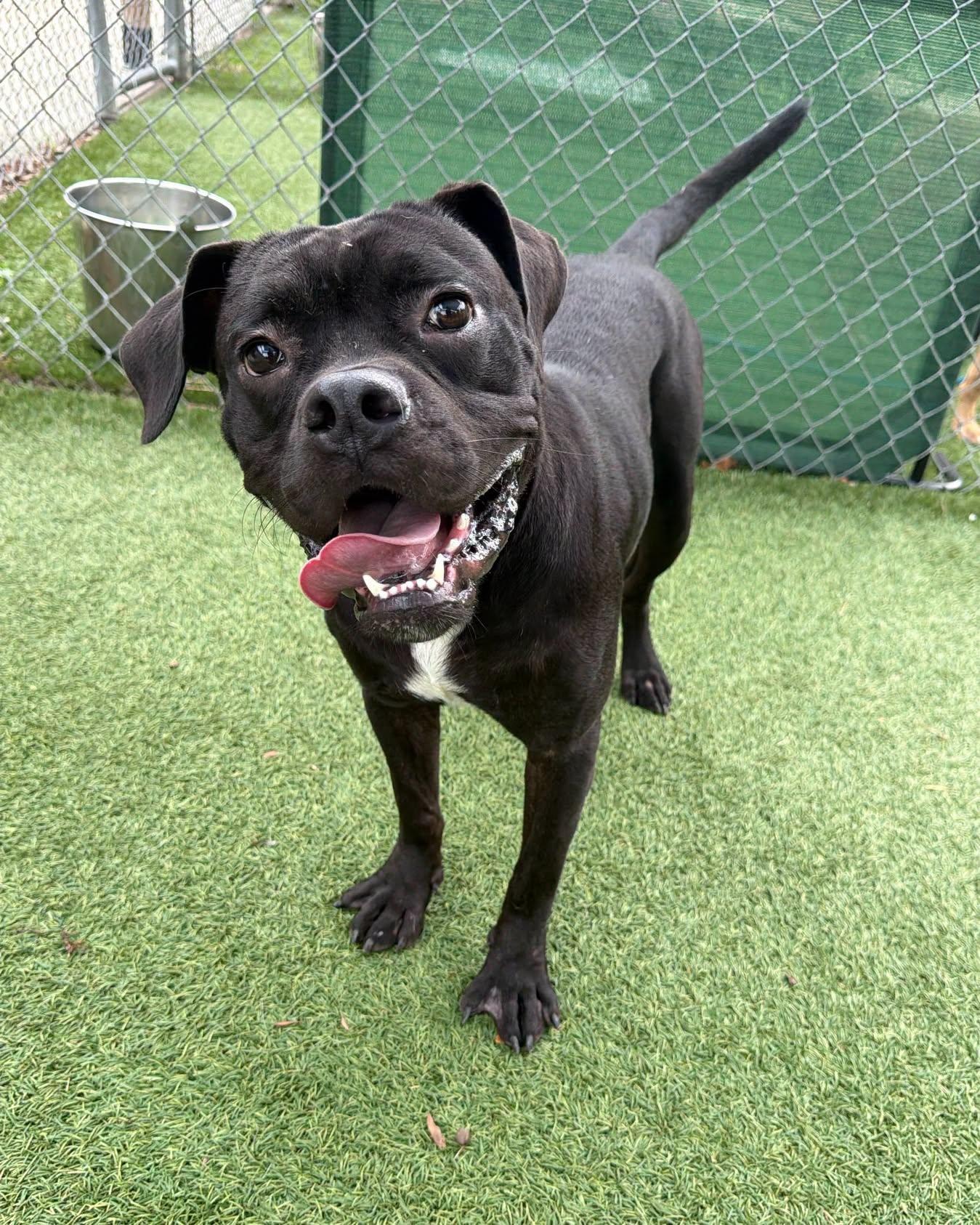 Enlarge Max, a ADOPTABLE mixed breed in Middlesex, NJ image 4/5