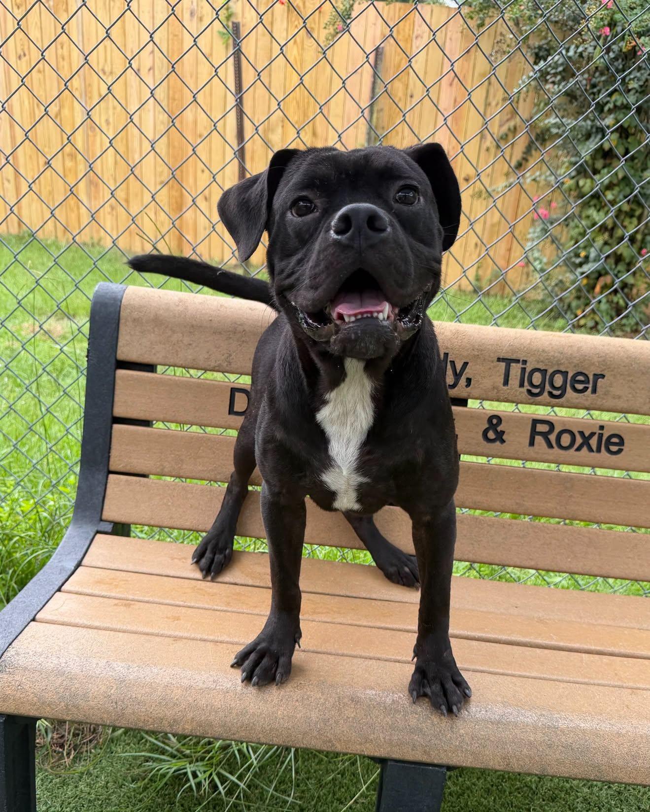 Enlarge Max, a ADOPTABLE mixed breed in Middlesex, NJ image 5/5