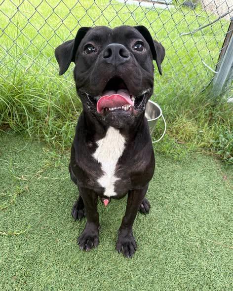 Enlarge Max, a ADOPTABLE mixed breed in Middlesex, NJ image 3/5