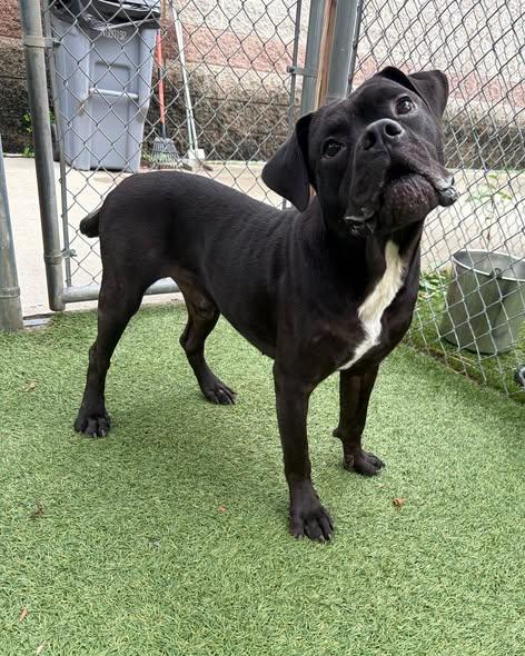 Max, ADOPTABLE, Young Male Boxer.
