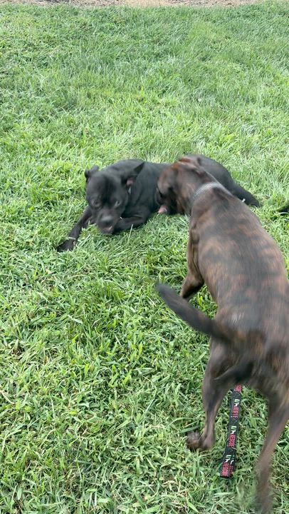 Enlarge Max, a ADOPTABLE mixed breed in Middlesex, NJ video 2/5