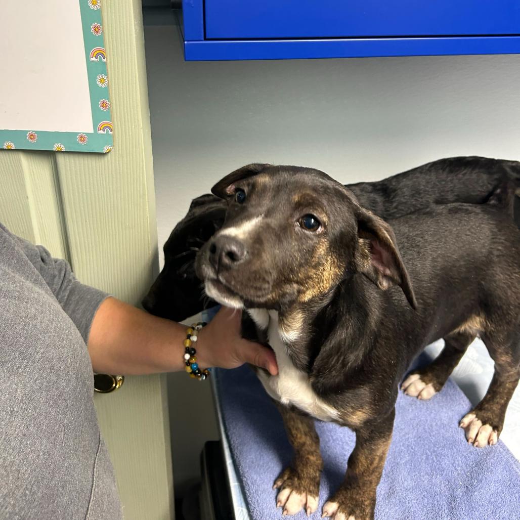 Ashley, a Adoptable Mixed Breed in Waynesville, NC image 1/4