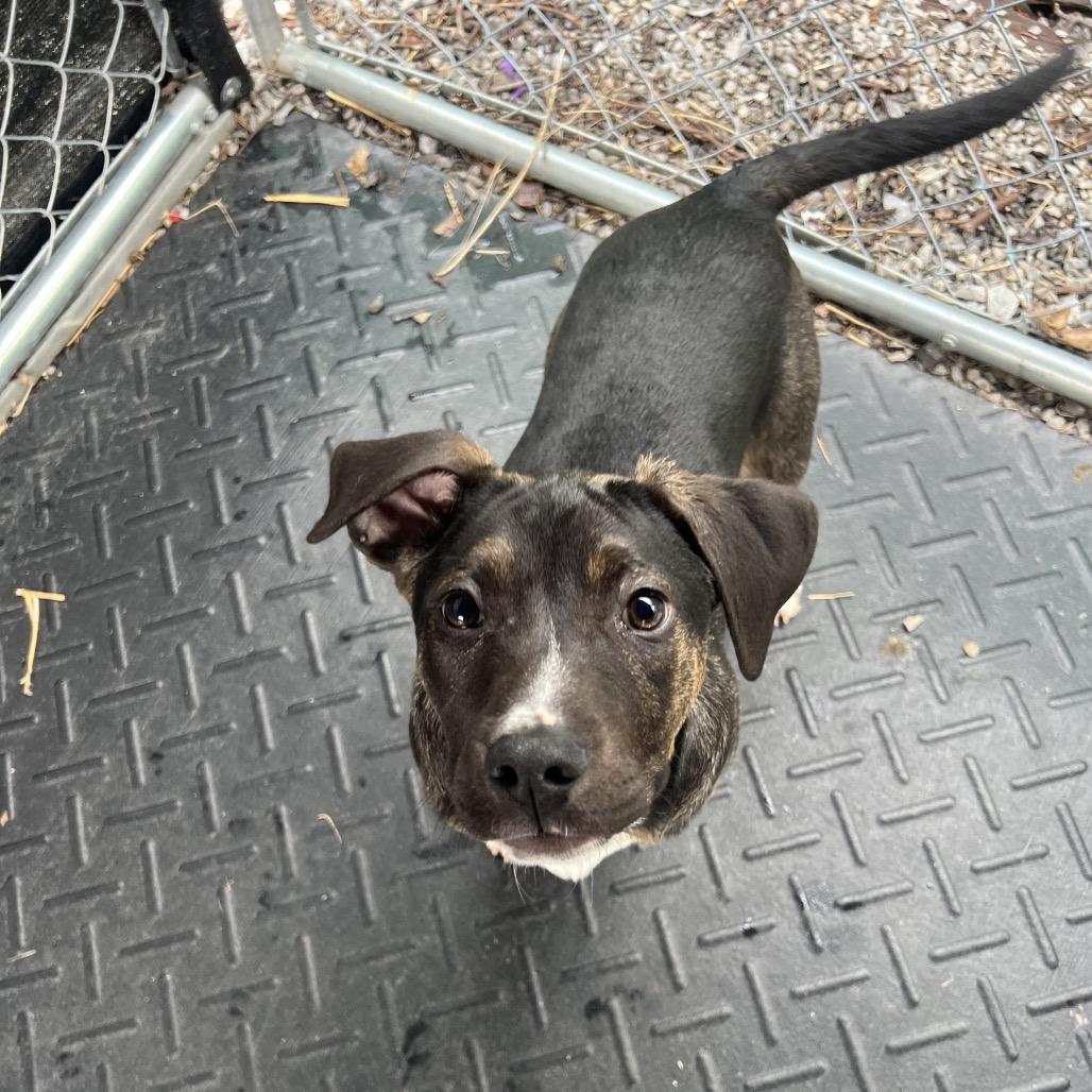 Ashley, a Adoptable Mixed Breed in Waynesville, NC image 2/4