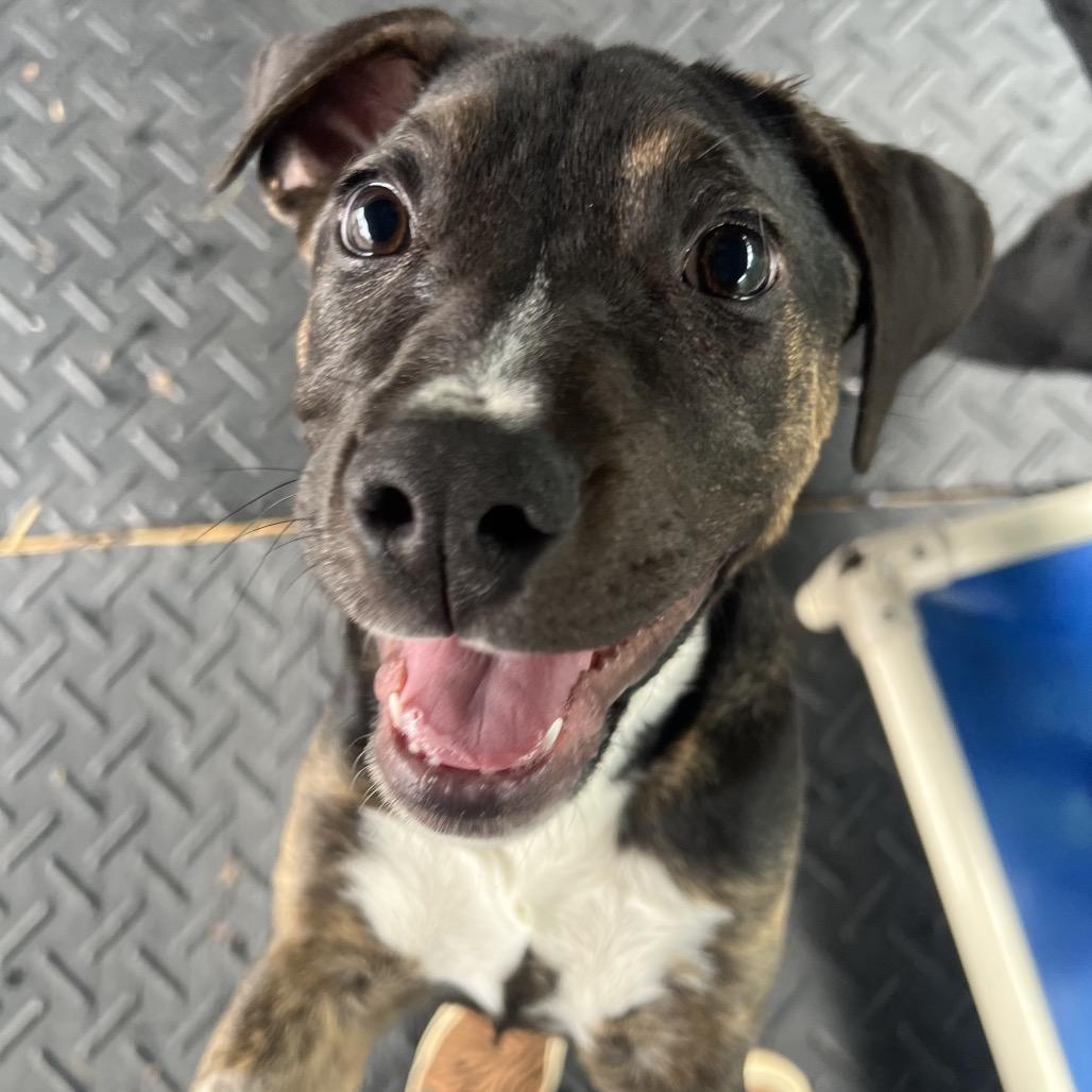 Ashley, a Adoptable Mixed Breed in Waynesville, NC image 3/4