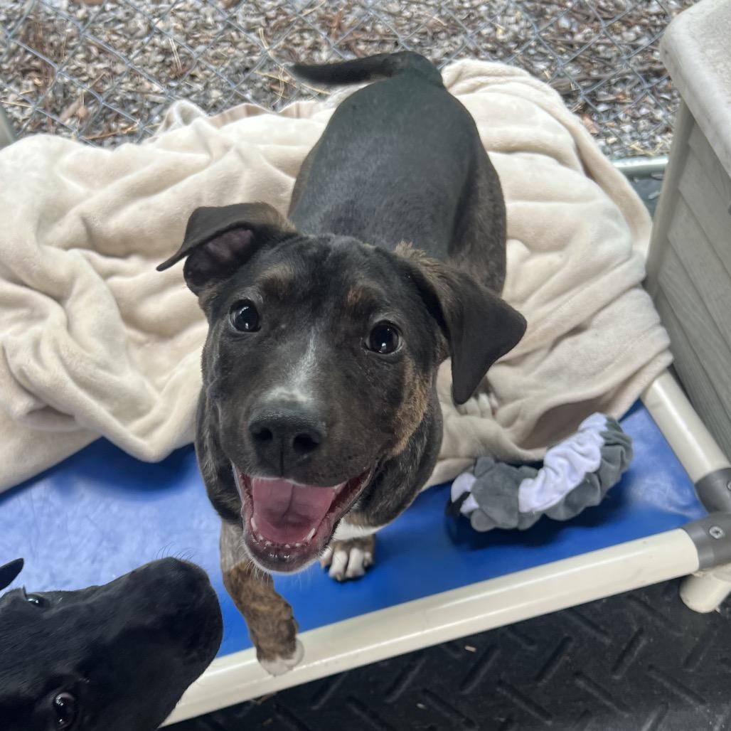Ashley, a Adoptable Mixed Breed in Waynesville, NC image 4/4