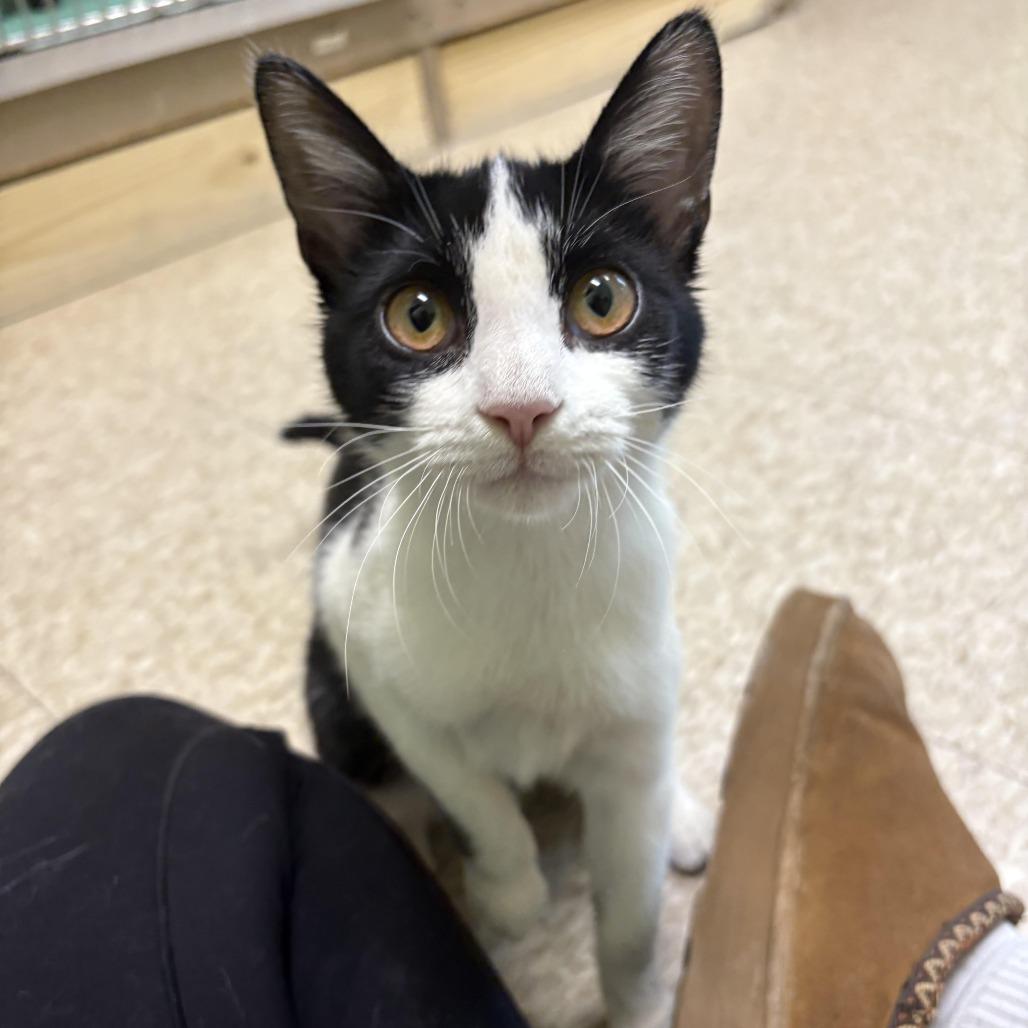 Enlarge Angel, a Adoptable Domestic Short Hair in Warren, PA image 1/1