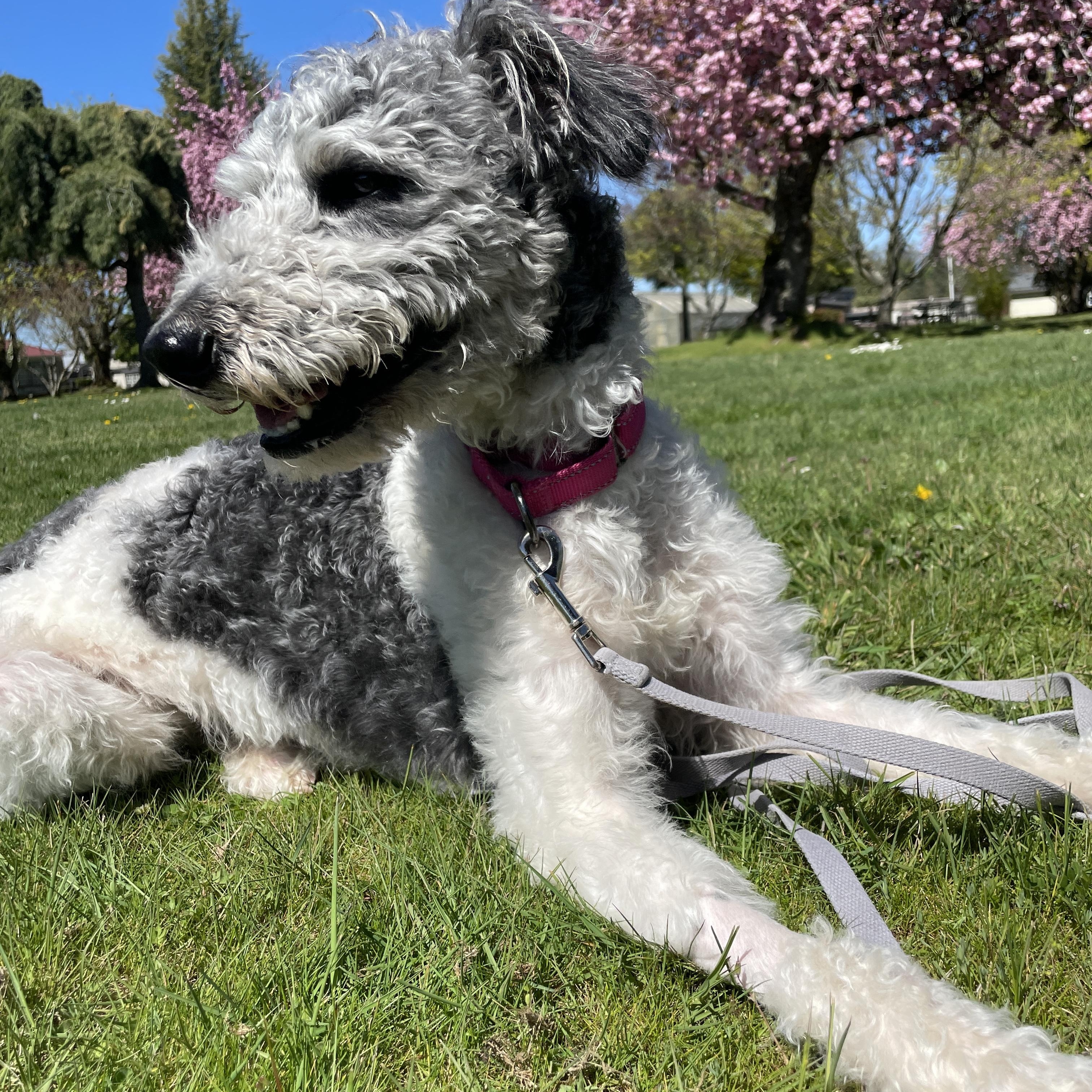 Ally, Adoptable, Young Female Labradoodle & Sheepadoodle.