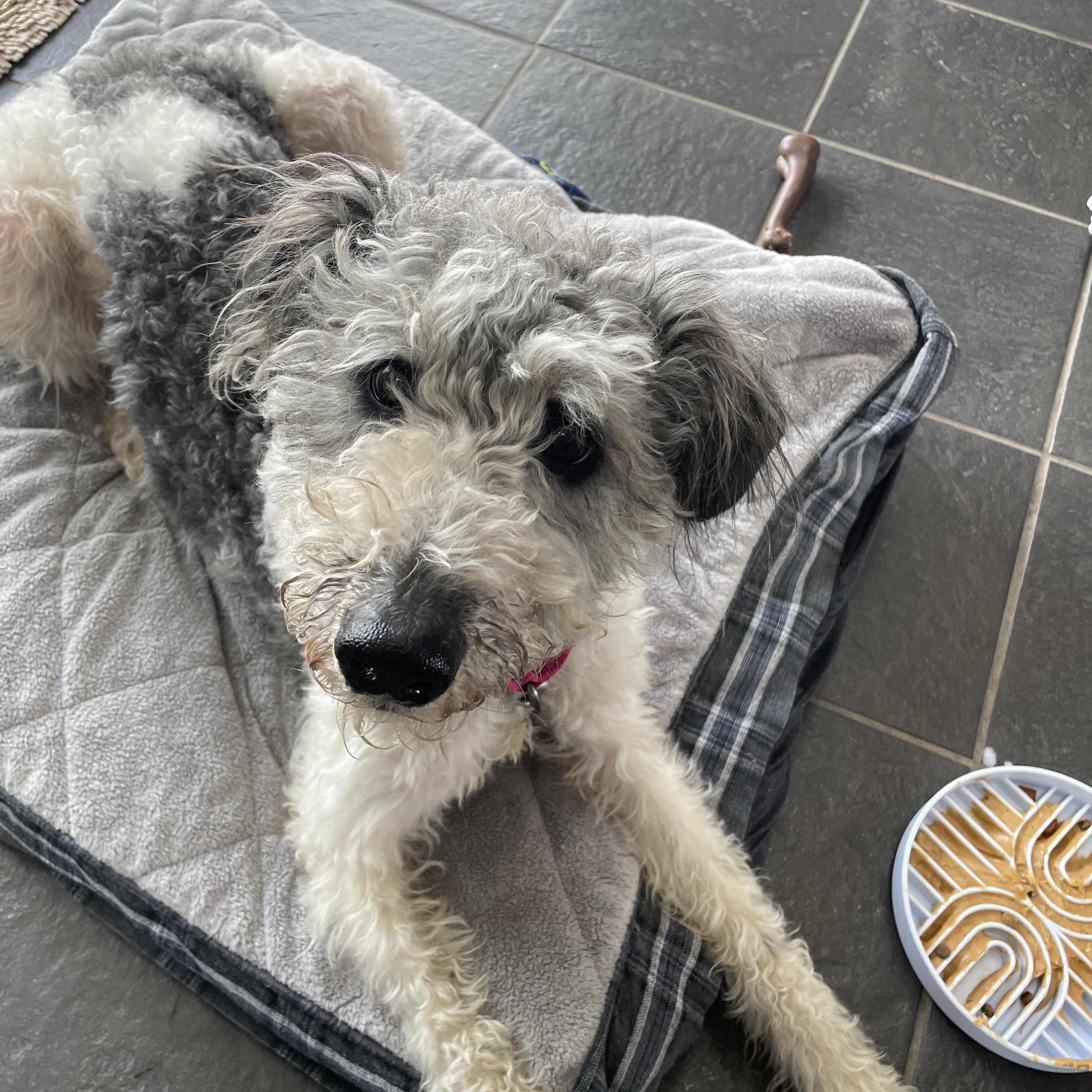 Enlarge Ally, a Adoptable mixed breed in Lake Oswego, OR image 2/5