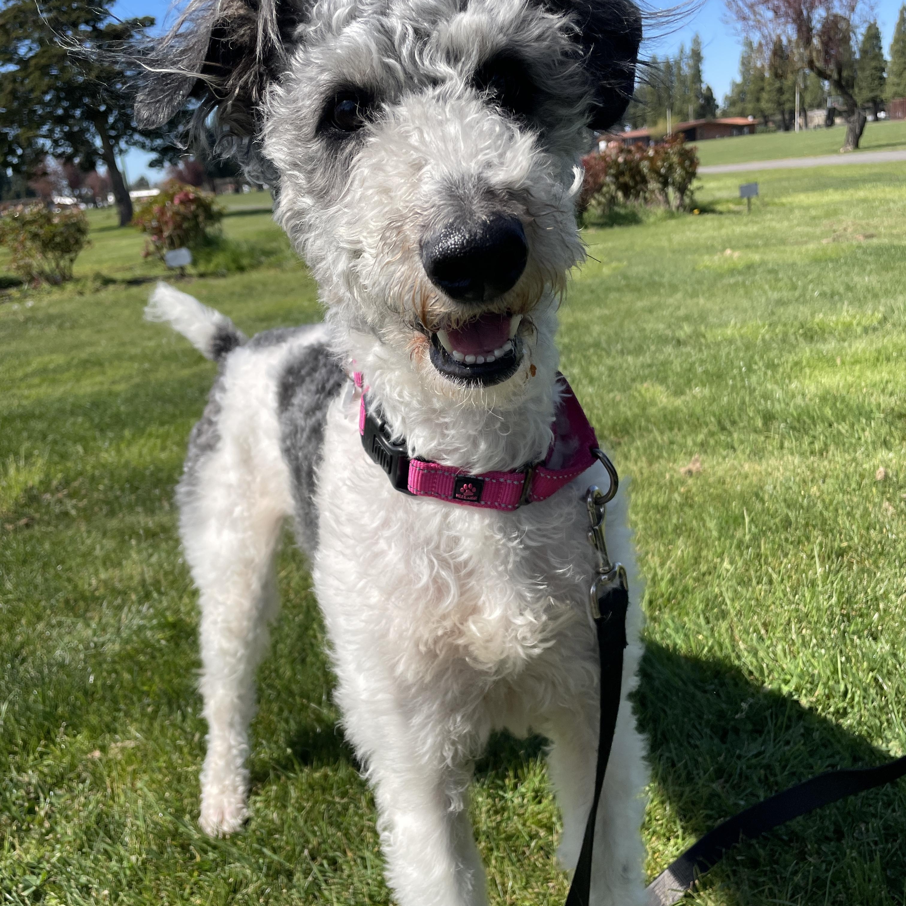 Enlarge Ally, a Adoptable mixed breed in Lake Oswego, OR image 3/5