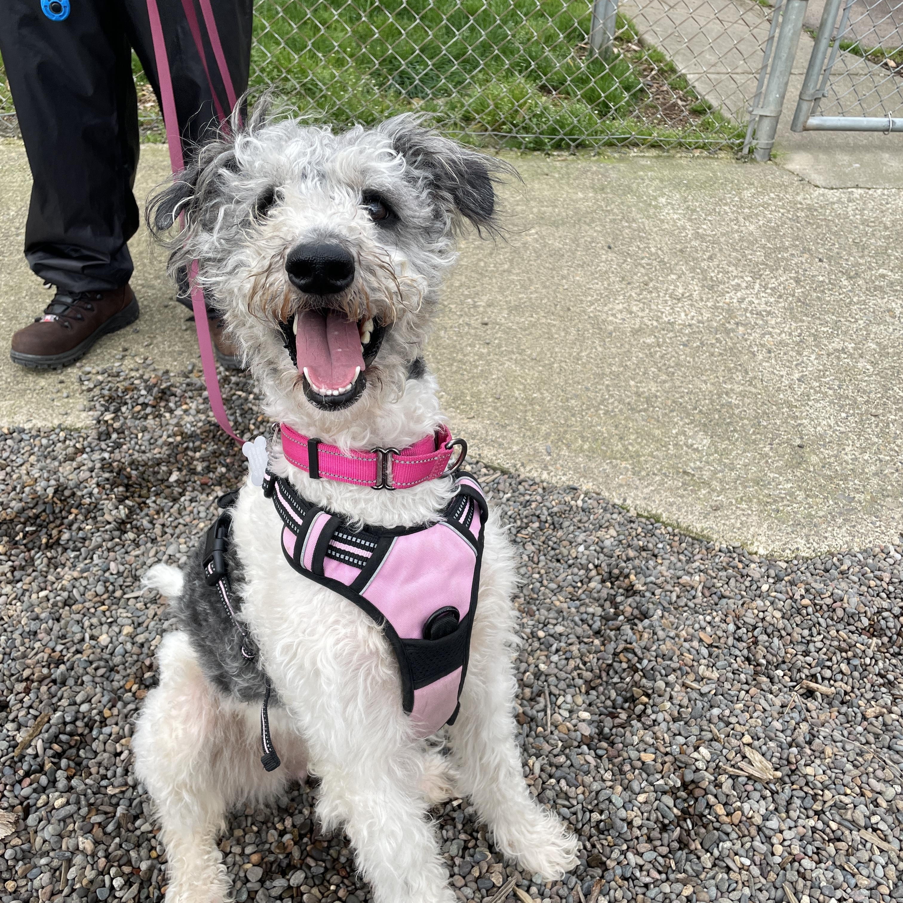 Enlarge Ally, a Adoptable mixed breed in Lake Oswego, OR image 5/5