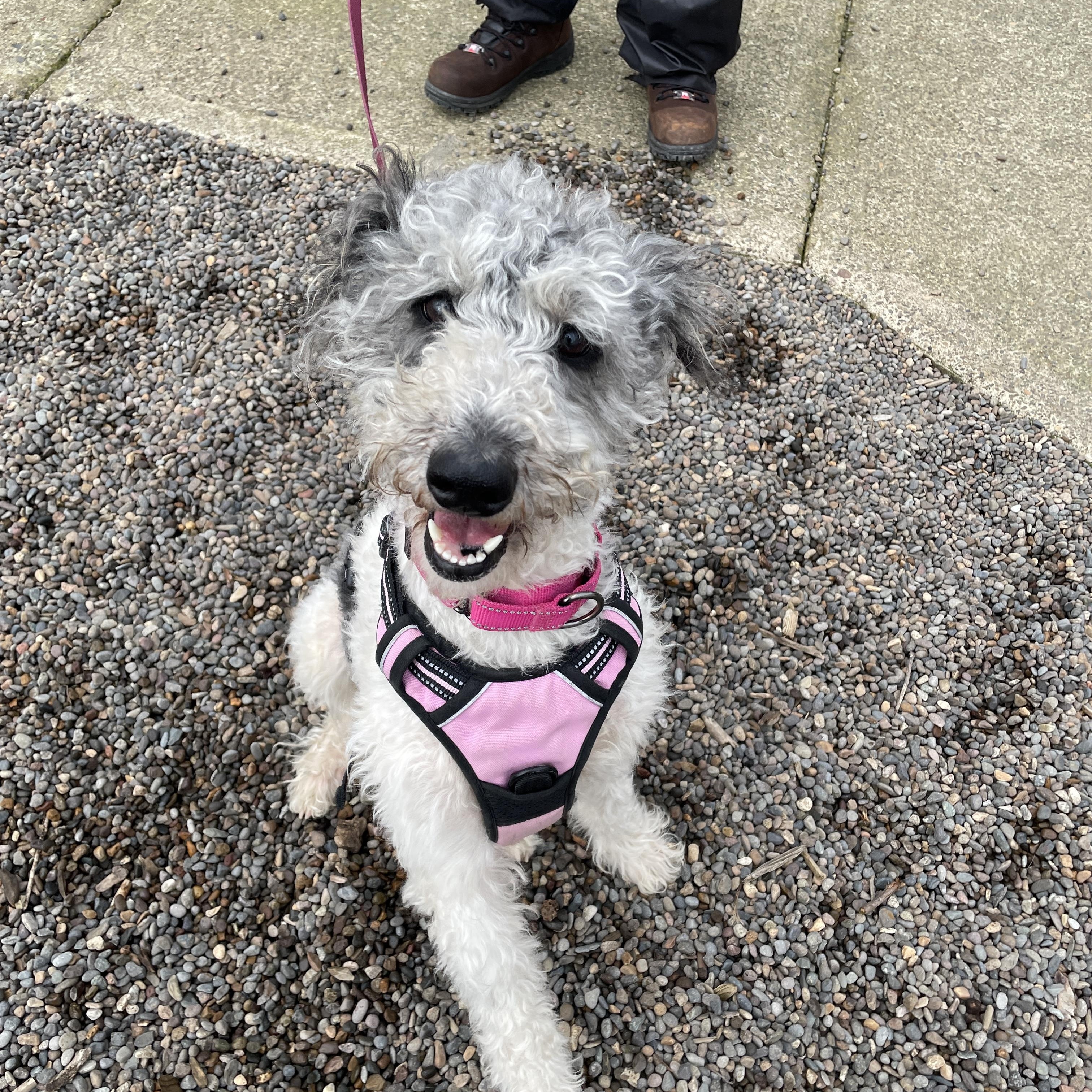 Enlarge Ally, a Adoptable mixed breed in Lake Oswego, OR image 4/5