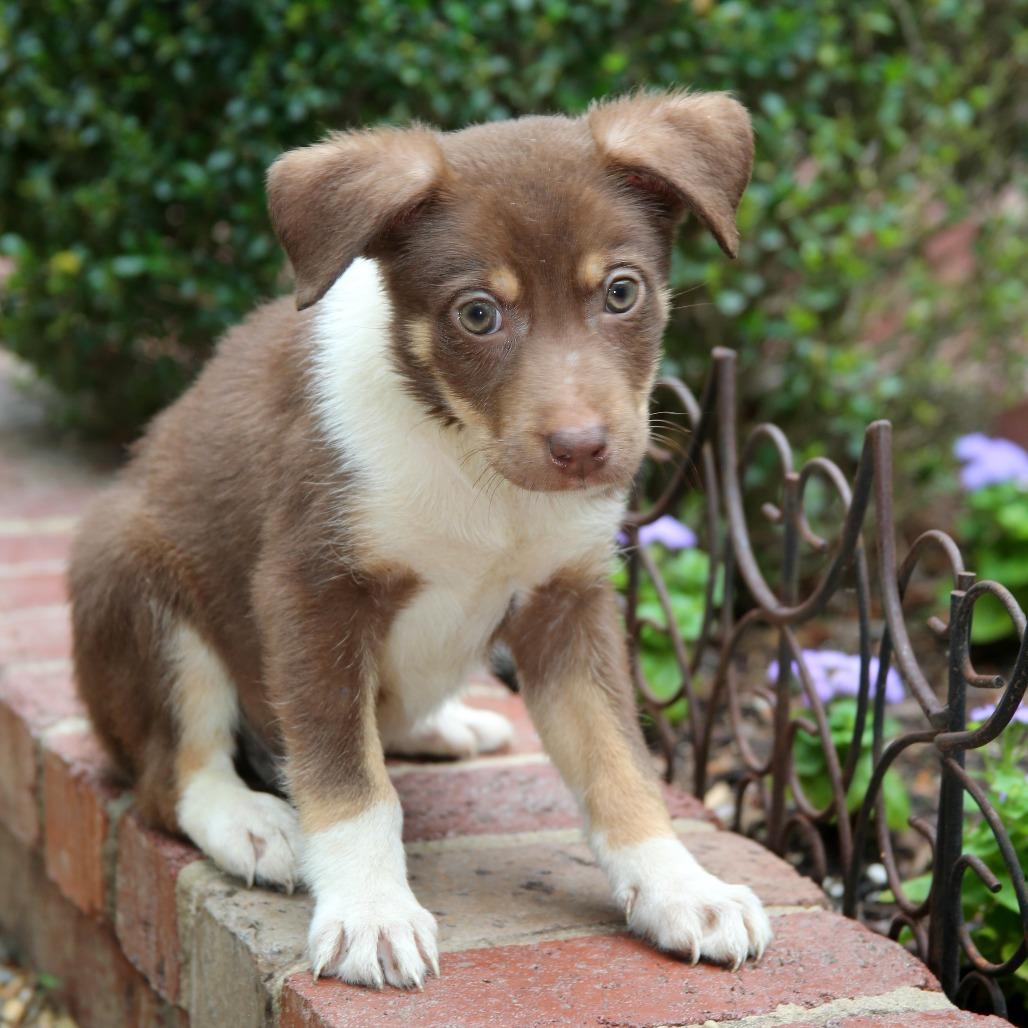 CT Martin avail May 16 (Tractor Supply- Putnam, CT), Adoptable, Puppy Male Shepherd & Hound.