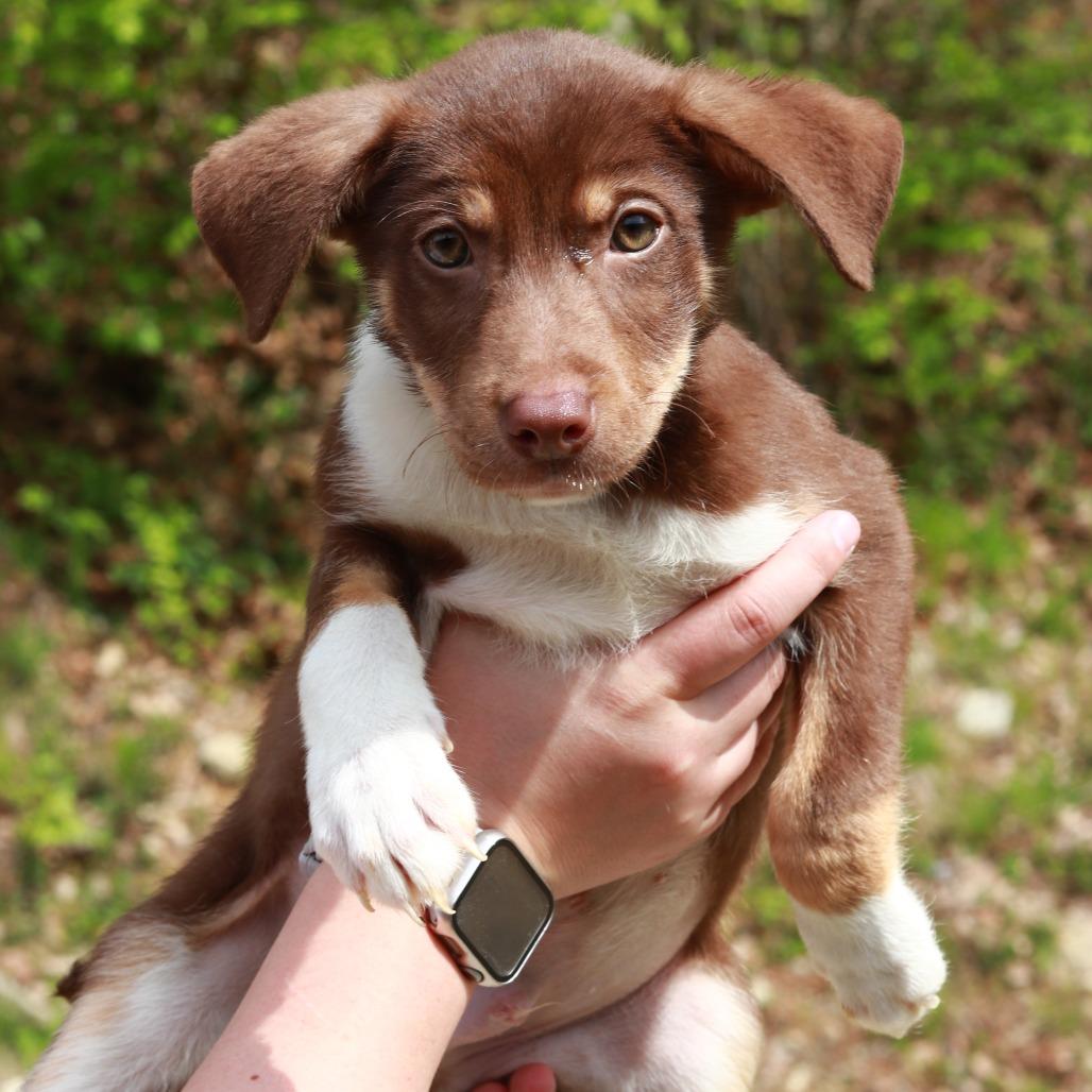 Enlarge CT Martin avail May 16 (Tractor Supply- Putnam, CT), a Adoptable mixed breed in Stormville, NY image 3/5