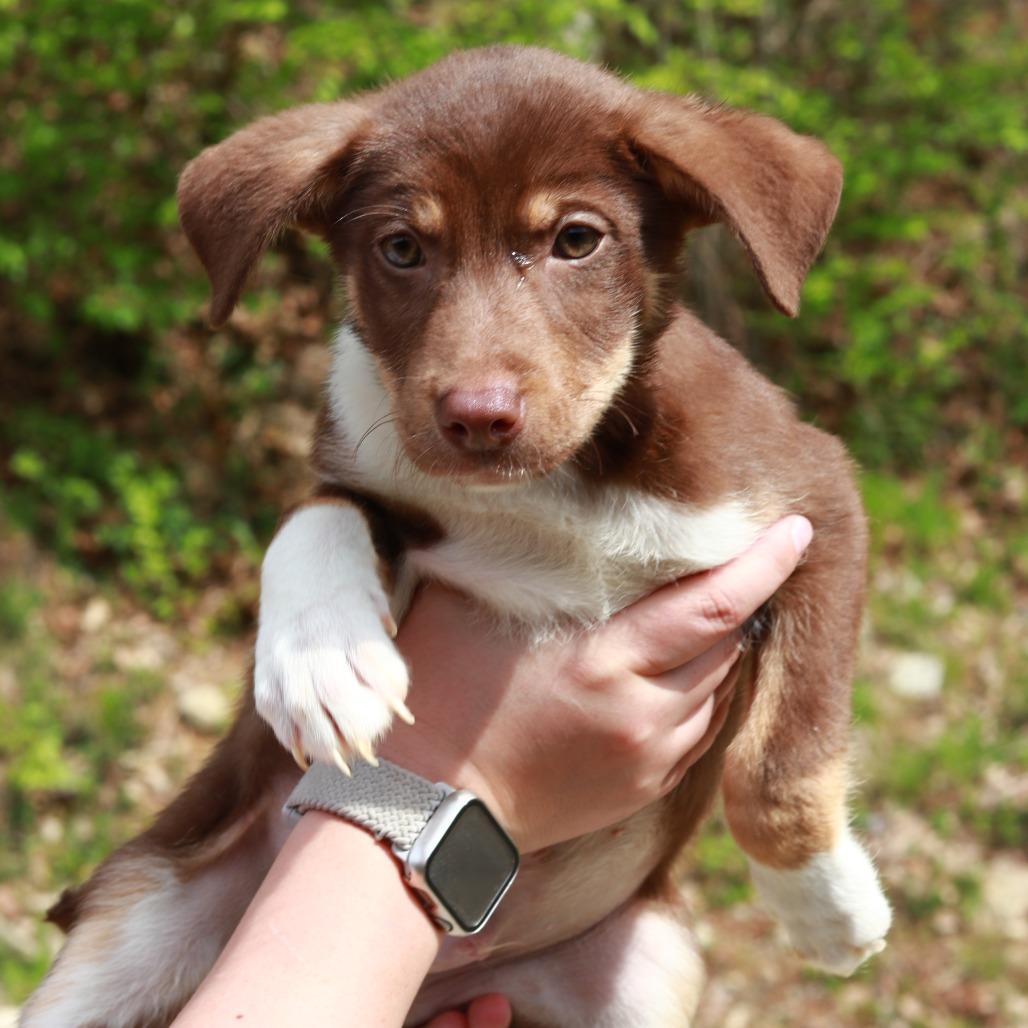 Enlarge CT Martin avail May 16 (Tractor Supply- Putnam, CT), a Adoptable mixed breed in Stormville, NY image 5/5