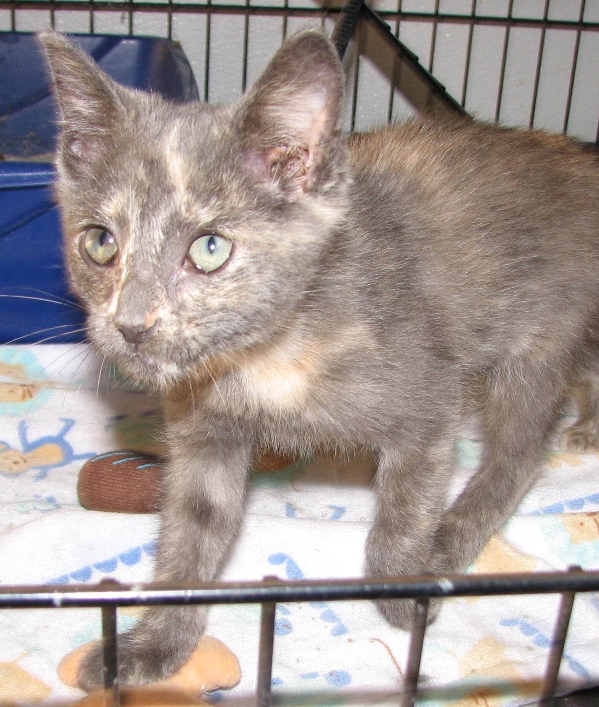 Enlarge 5487 Fern, a ADOPTABLE Dilute Tortoiseshell in Lawrenceburg, KY image 3/6