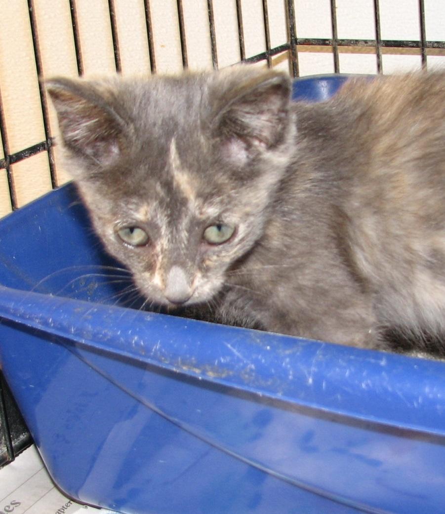 Enlarge 5487 Fern, a ADOPTABLE Dilute Tortoiseshell in Lawrenceburg, KY image 6/6