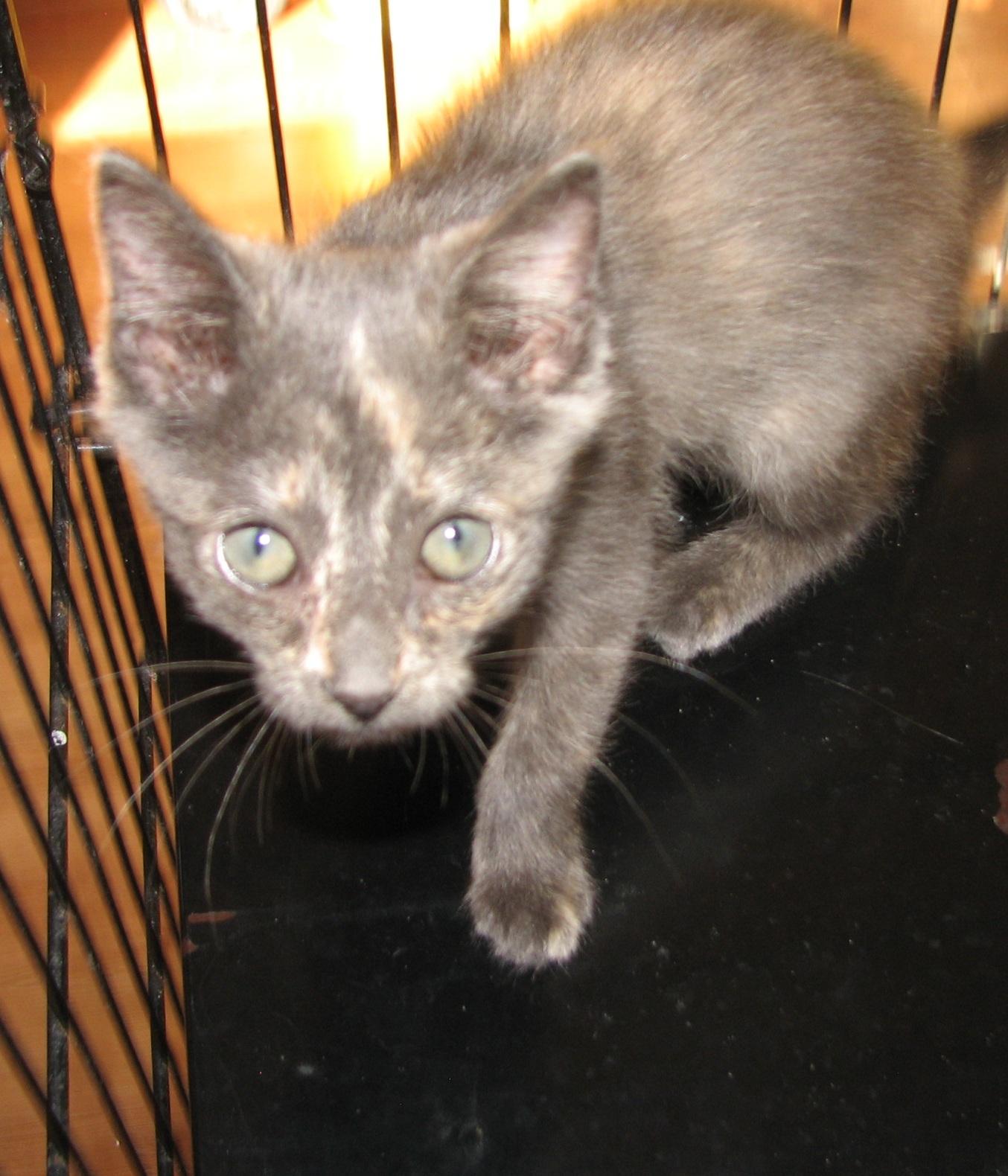 Enlarge 5487 Fern, a ADOPTABLE Dilute Tortoiseshell in Lawrenceburg, KY image 4/6
