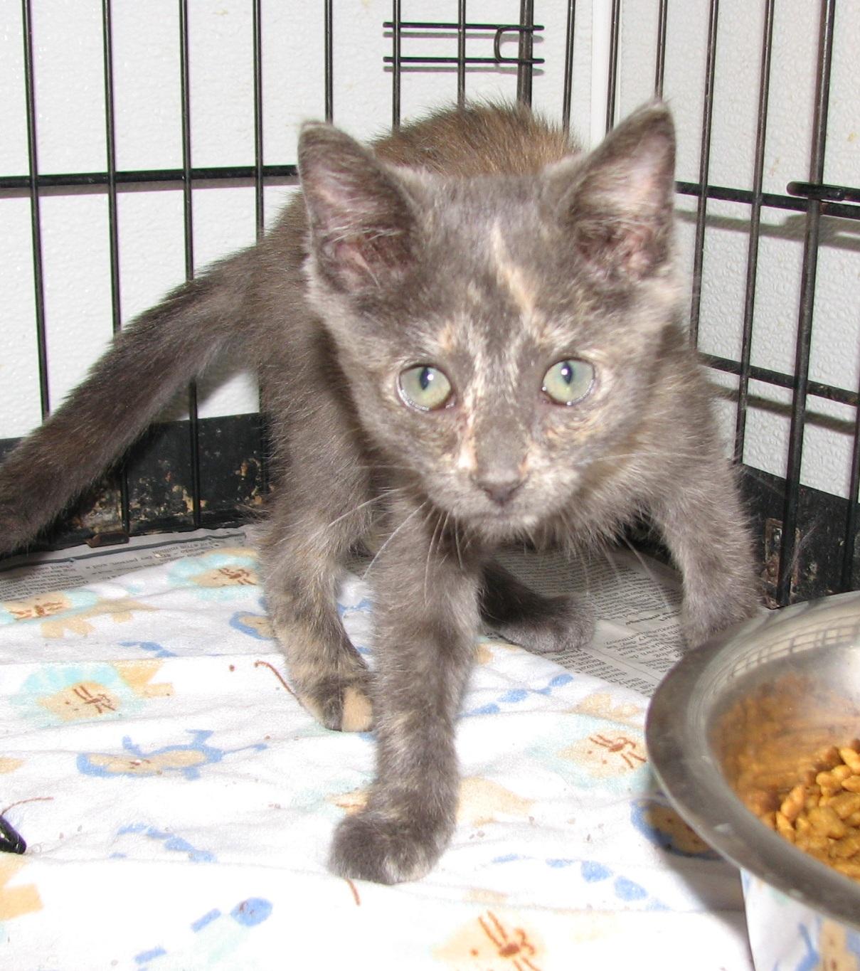 Enlarge 5487 Fern, a ADOPTABLE Dilute Tortoiseshell in Lawrenceburg, KY image 2/6