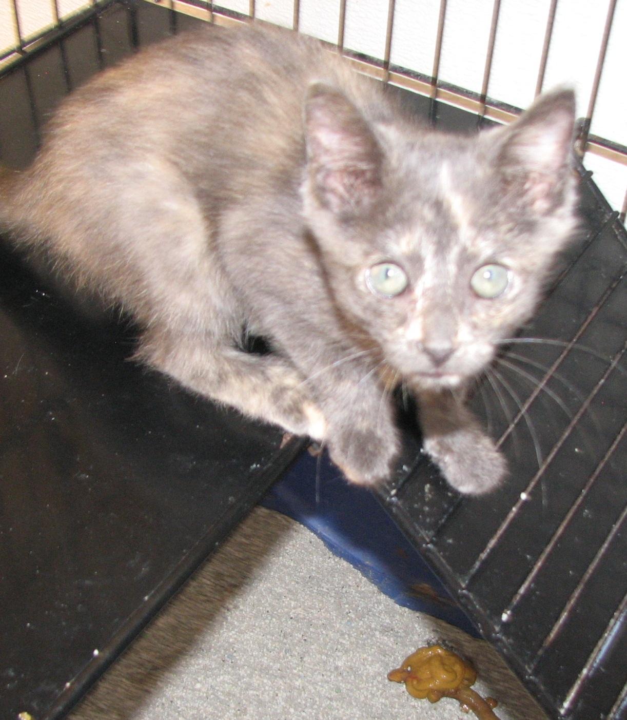 Enlarge 5487 Fern, a ADOPTABLE Dilute Tortoiseshell in Lawrenceburg, KY image 5/6