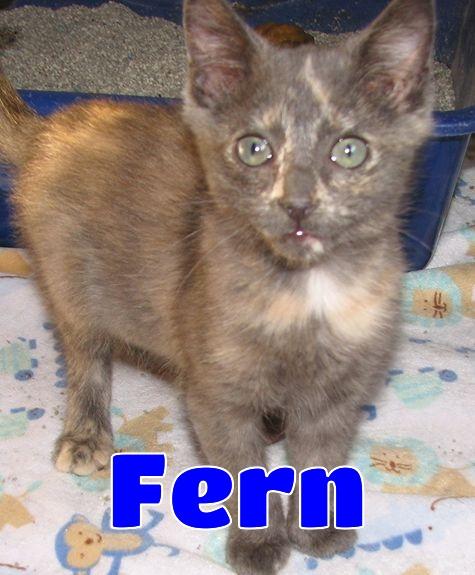 Enlarge 5487 Fern, a ADOPTABLE Dilute Tortoiseshell in Lawrenceburg, KY image 1/6