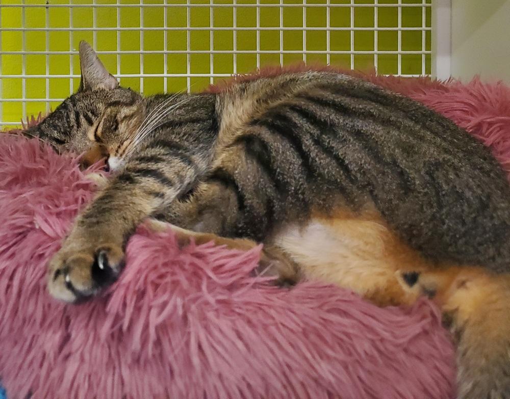 Enlarge Lofton 1873, a Adoptable Domestic Short Hair in Dallas, TX image 1/6