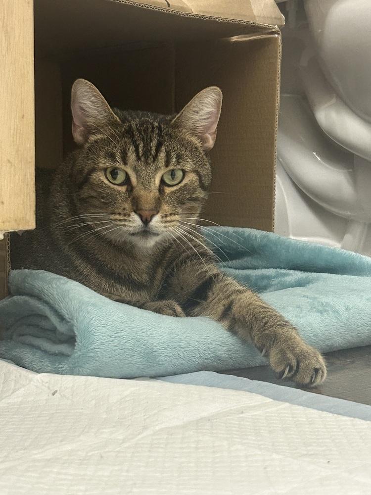 Enlarge Lofton 1873, a Adoptable Domestic Short Hair in Dallas, TX image 2/6