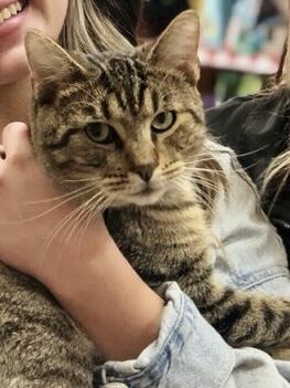 Enlarge Lofton 1873, a Adoptable Domestic Short Hair in Dallas, TX image 3/6