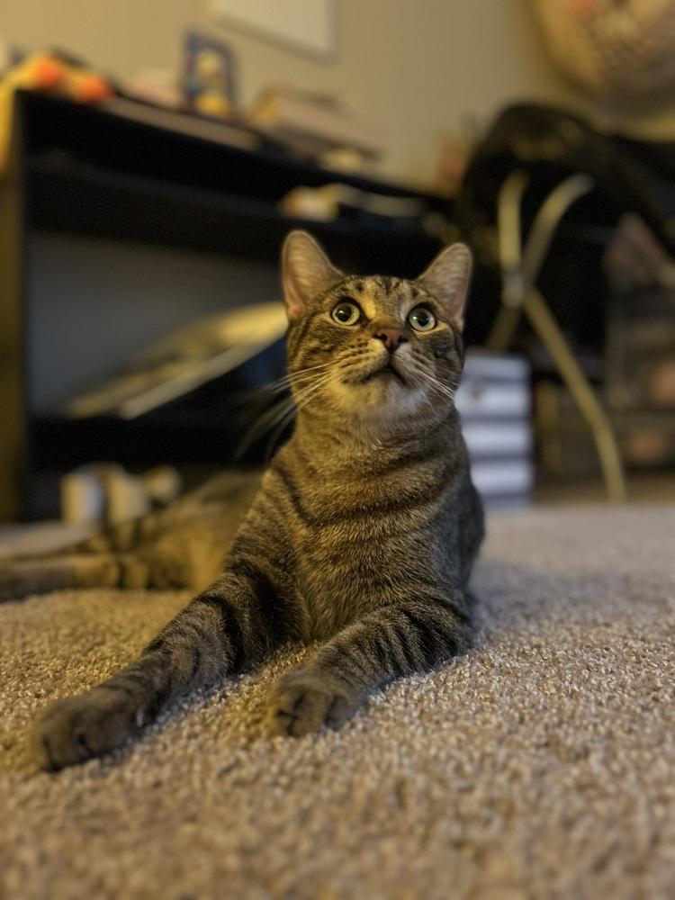 Enlarge Lofton 1873, a Adoptable Domestic Short Hair in Dallas, TX image 5/6