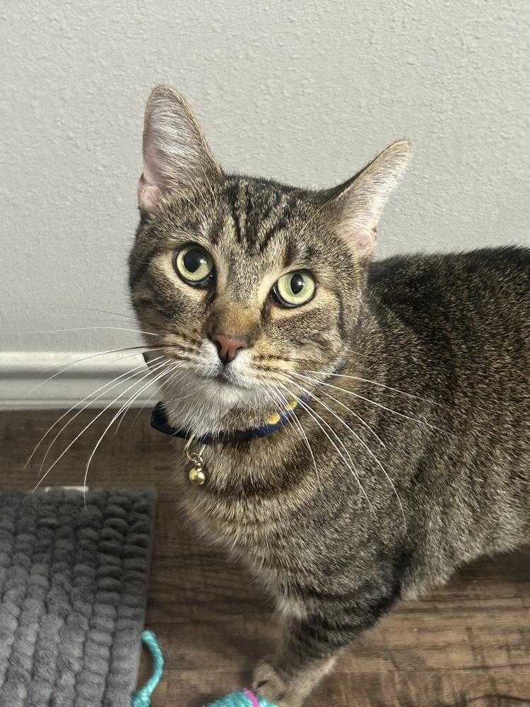 Enlarge Lofton 1873, a Adoptable Domestic Short Hair in Dallas, TX image 6/6