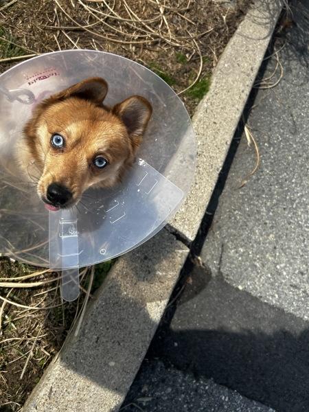 Cliff, Adoptable, Young Male Cardigan Welsh Corgi & Pomeranian.